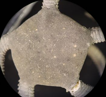 Media type: image; Invertebrate Zoology OPH-6158